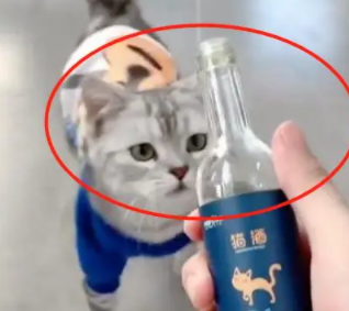 主人买了一瓶“猫酒”，猫咪看到后疯狂了