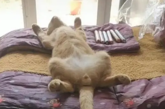主人下班回家，看到猫咪的睡姿笑喷：咋这么像个小孩子呢