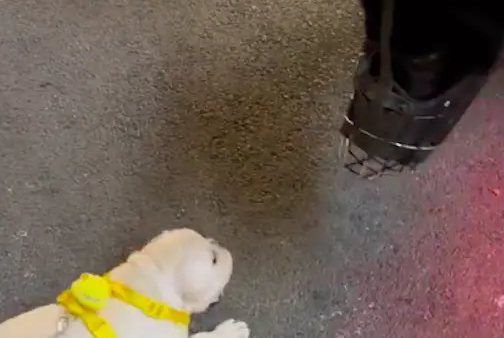 小狗看到警犬，竟对它一直吼叫！