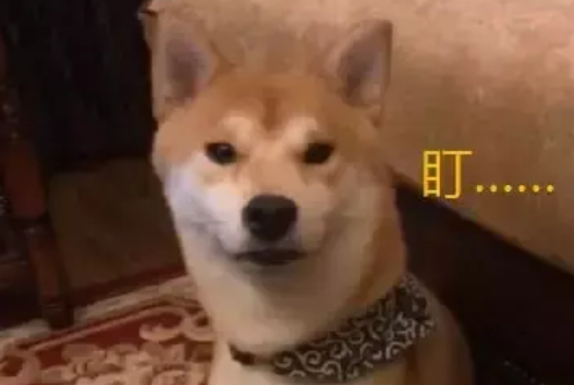 柴犬发现自己被偷拍，它先是愣了两秒，随后的表情暖化了