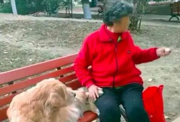 金毛不接受爷爷去世，每天一大早还去公园占座，奶奶善意骗它回家