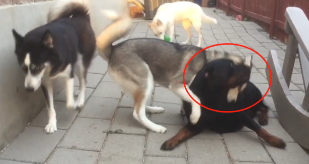 网友养了只“烈性犬”，结果却被4只二哈带偏