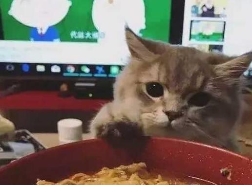 猫咪看见自家主人吃泡面，闻了闻之后一脸的担忧：你就吃这啊？