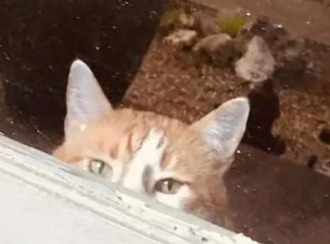 猫咪装可怜让人给它开门，路人每次都会被骗，主人无奈放牌子解释