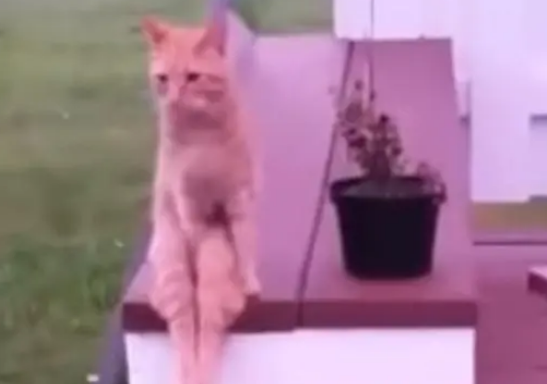 注意形象的“淑女猫”，明明是只公猫，坐姿却宛如少女
