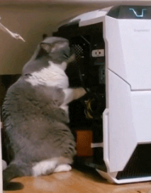 猫咪掏主机什么也没发现，转过头问主人：我藏这里的小鱼干呢