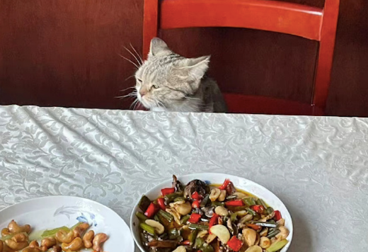 奶奶不让猫咪上桌吃饭，它生气地扭过头去表情很不悦，太可爱了吧
