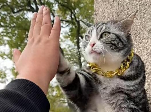 击掌小猫走红！游客争相互动，景区紧急提醒关注猫咪健康