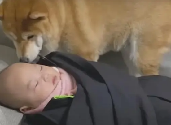 傲娇柴犬一见到婴儿就变贴心“狗保姆”，狗狗这是母爱大发啊！