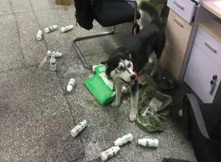 捡到一个二哈实在受不了，求赶紧领回去，网友：好不容易扔了 