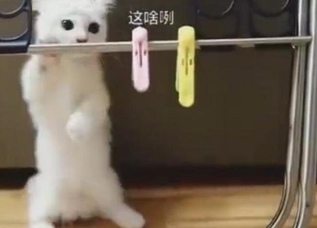 想为新来的猫咪买玩具，回头瞄了它一眼，觉得自己自作多情了 