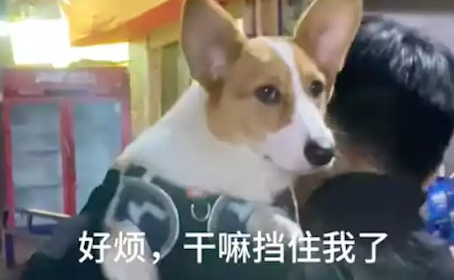 狗狗伸长脖子看人家吵架，主人挡都挡不住，怎么这么八卦的啊