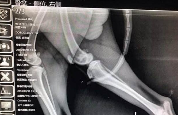 成都一只哈士奇拆家遭毒打捆绑丢小区，网友：太残忍了！ 