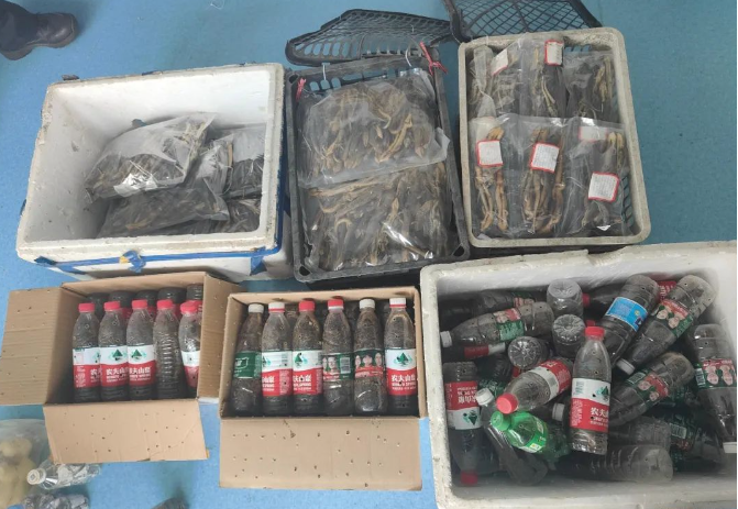 资源警方斩断捕猎贩卖收购中华石龙蜥利益链