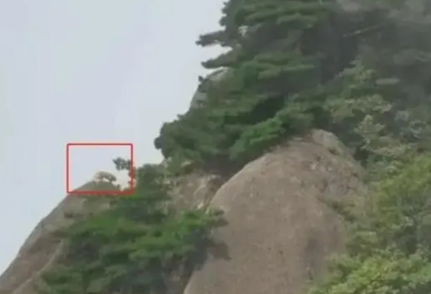 游客在黄山拍到珍稀动物云豹？专家初步判断：是只大橘猫