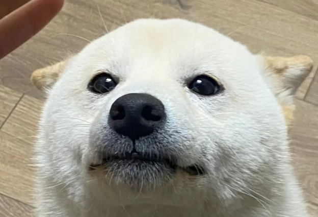 主人假装要摸柴犬却不摸，狗子都快急成海豹了：快点摸我！！