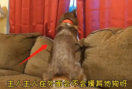 女主人上班后，二哈整天趴在窗户边，狗：别上班我养你吧