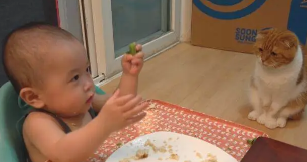 吃货猫咪看到宝宝“玩”食物，做出的反应令人笑喷