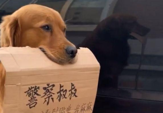 金毛帮主人守车，它嘴叼纸牌乖乖坐着，网友：萌翻了