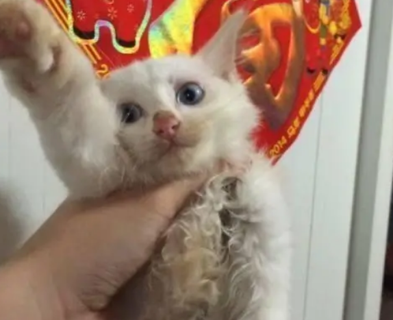 菜市场捡到只脏兮兮的猫，主人取名“小垃圾”，一年后逆袭成美猫