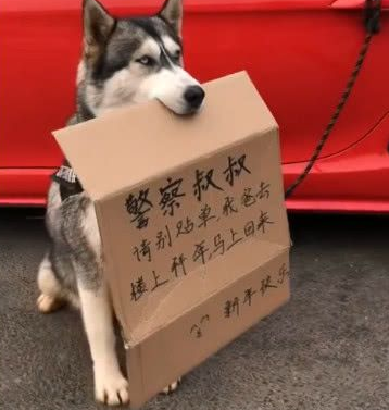 主人上楼拜年让哈士奇看着车子，看到它嘴里叼着的东西交警笑喷了