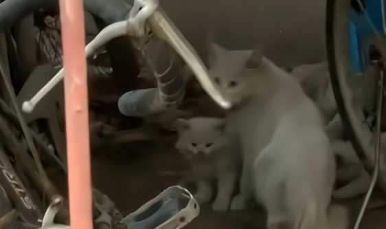 天津女子偶遇喂过的流浪猫，被带回猫窝后看到惊喜一幕：当妈了