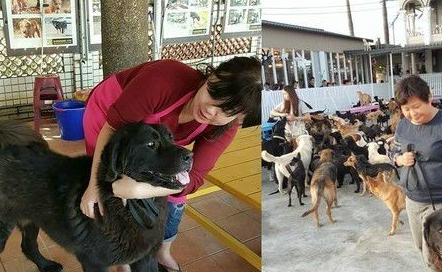 獒犬大黑「咬笼狠劲吓坏人」曾列死刑犬 3年后像小孩躺地撒娇