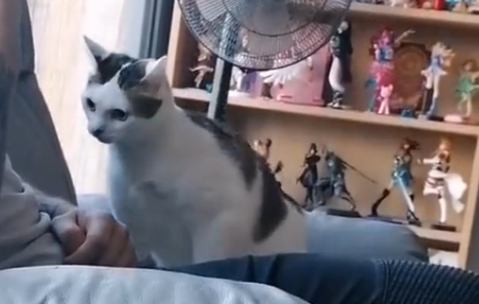 主人醉心看电视，小猫咪不甘被冷落，直接开始撒泼啦！