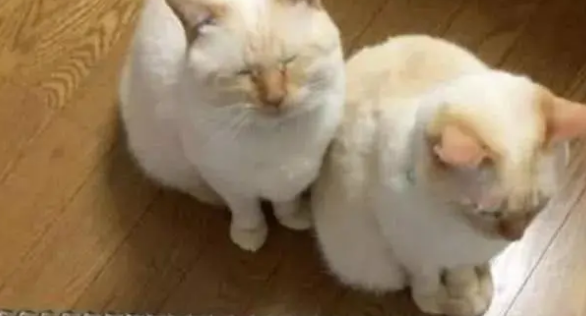 两只猫咪并排烤火，看到它们的正面笑喷：不知道的以为烤糊了