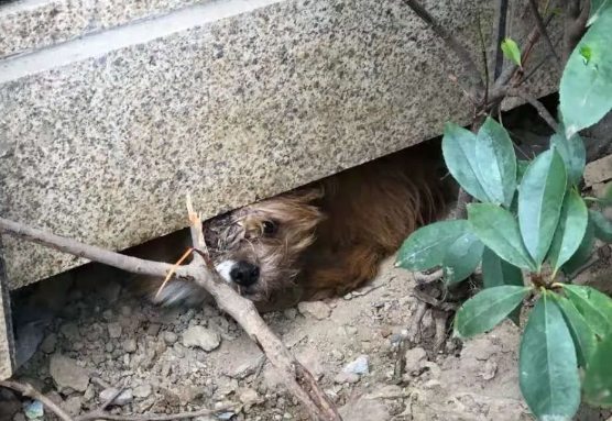胆小狗狗竟敢单挑群狗，最后被咬成重伤，原因让人心疼...