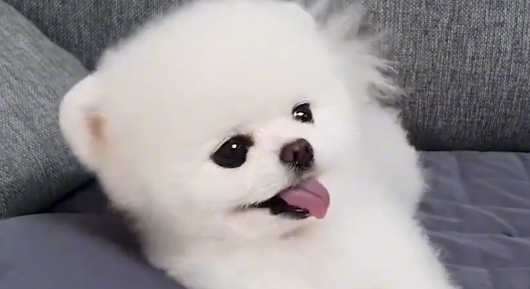 博美犬太可爱了，为了出去遛弯对着宠主撒娇，看得我心都萌化了