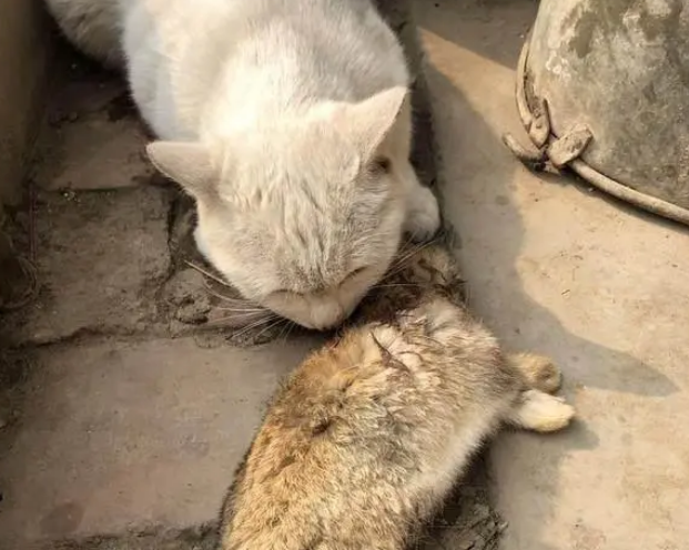 猫抓了地里的老鼠，竟然开始抓兔子，猫:本喵也能养家