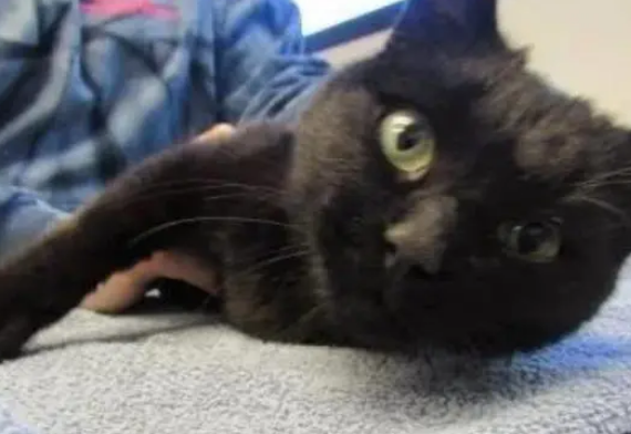 注定的缘分？小男孩痛失爱猫，后来收养的猫正好是同一天被救