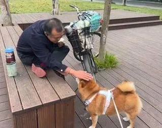 外送员停车就是一阵撸狗，社牛柴犬爽到躺下，奴才笑像渣狗！