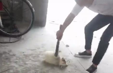 男子选择用高压电棒惩罚小奶狗，受伤的狗狗缩在那里，绝望地呻吟
