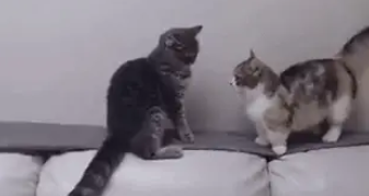 周末的猫咪活力满满，搞乱屋子却不承认，主人：真是又爱又恨