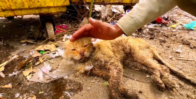 流浪猫到底有多难？向人类讨点吃的却被打断四肢