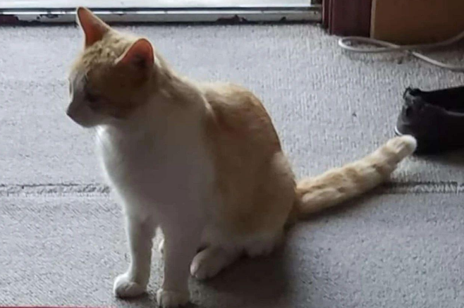 想啥来啥！老妈想养橘猫，结果没多久就有橘色的流浪猫主动找上门