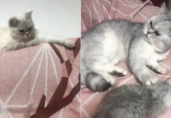 猫爸凶了小奶猫，一转头发现猫妈盯着自己，立马老实