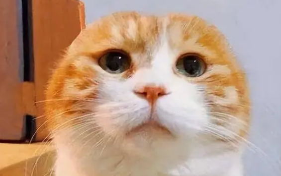 美国一只小猫在经历种种磨难后重新回到主人的怀抱