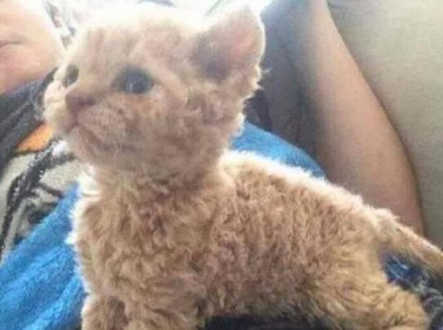 猫咪喜得孩子，其中一只奶猫和隔壁泰迪很相似，让我有些不好理解