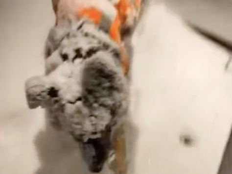 网友粗心将狗关在门外，开门看到它身上厚厚一层雪，狗：谢谢你