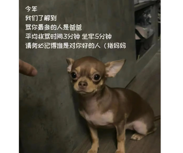 网友晒给狗子做的年终总结，每一条都超有创意，快来学习学习！