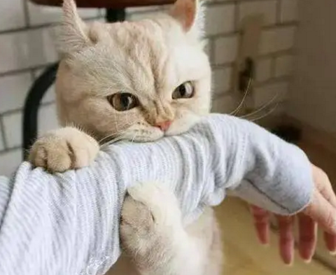 想要养一只猫咪，老爸不愿意，如今对猫咪态度，比对我还好！