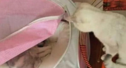 公猫为何一直盯着猫窝看？跟着它的眼神望去后才发现了真相