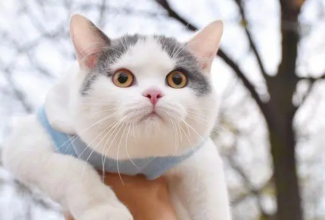 女孩自嘲猫咪刚买到家时嫌它太丑，像捡来的，现在6个月被打脸！
