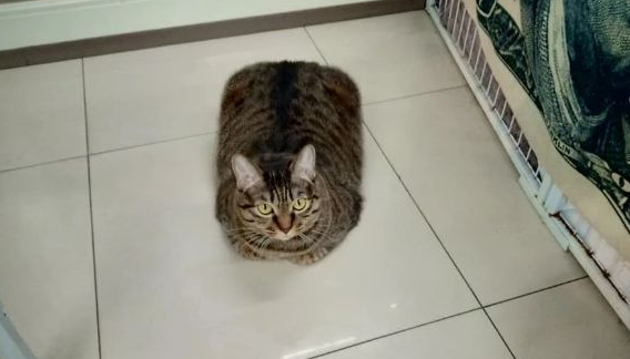 主人发现猫咪越长越“方”，大家原本不信，一看照片全笑翻
