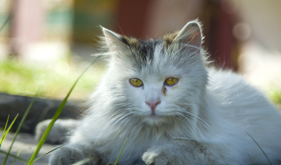 外卖员送餐后结束了流浪猫的生命，发人省醒，流浪猫做错了什么？