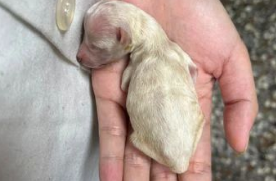 出生时被妈妈咬断下巴差点死掉...但满月后它惊艳网友：这也太可爱了！