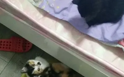 小黑猫初来乍到，家里的三色花炸毛了！！
